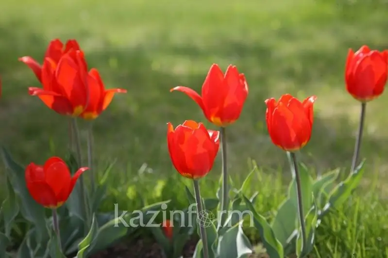 Принятие закона о растительном мире способствует рациональному использованию видового разнообразия - Минэкологии