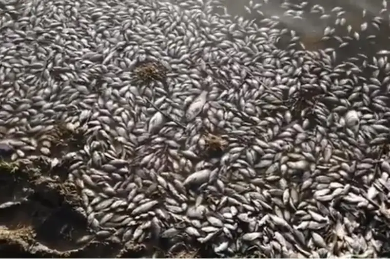 Причину массовой гибели рыбы на реке изучают в Павлодарской области