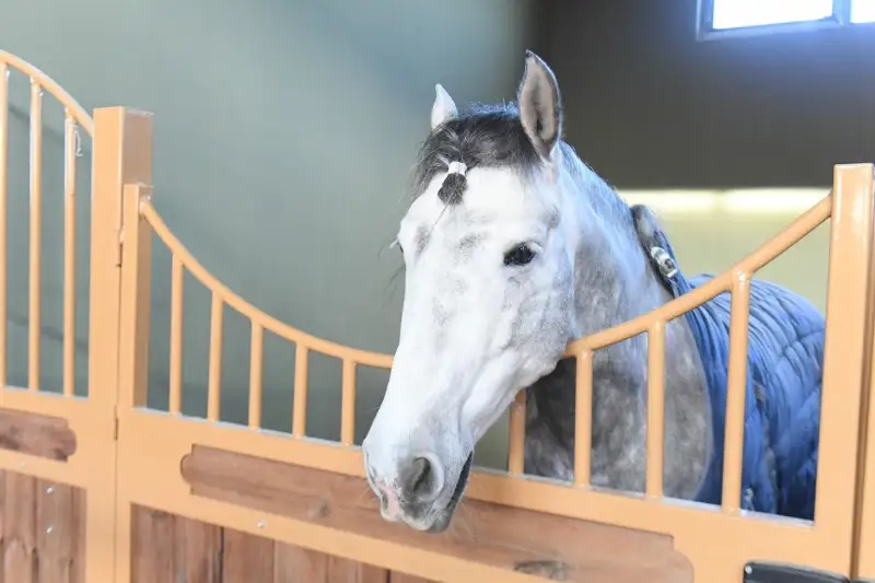 Племенных лошадей из Франции завезли в Туркестан