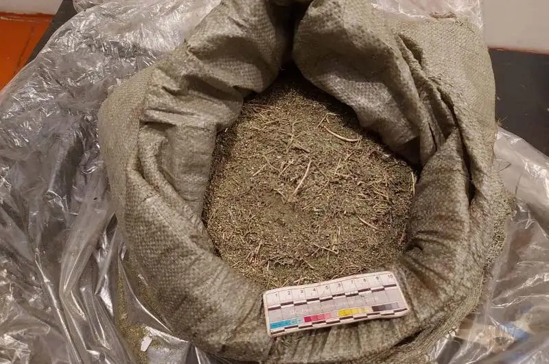 Наркотики изъяли полицейские у жителя Шу