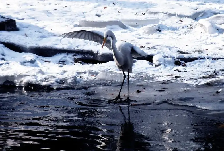В алматинский зоопарк прилетели зимовать цапли