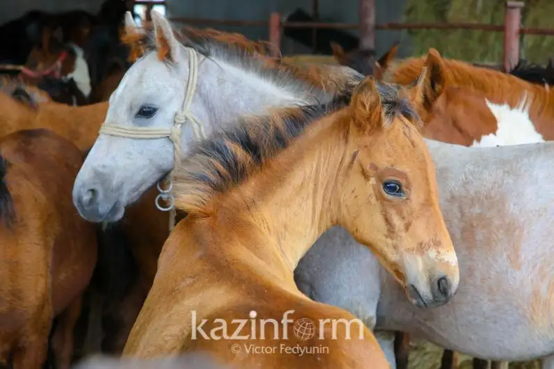 Ограждения от скота установят вдоль трасс в Казахстане