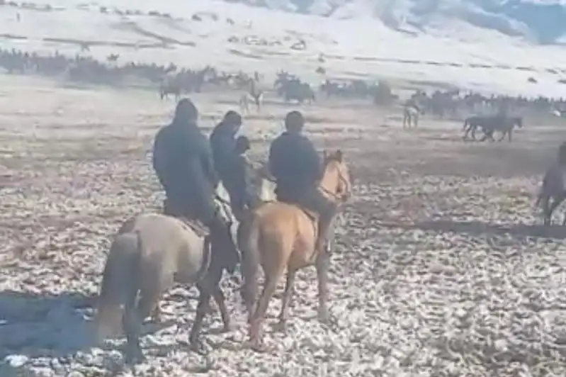 Более 30 фактов проведения кокпара пресекли туркестанские полицейские с начала года