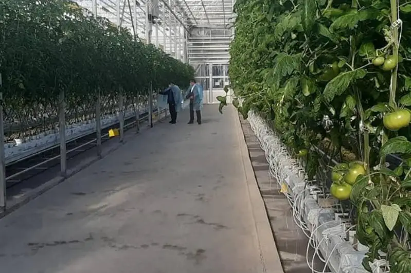 До 3500 тонн продукции выращивают в  год в теплице в Сайрамском районе