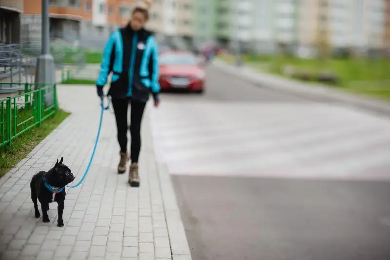 Жителей Петропавловска оштрафовали за нарушение правил выгула животных