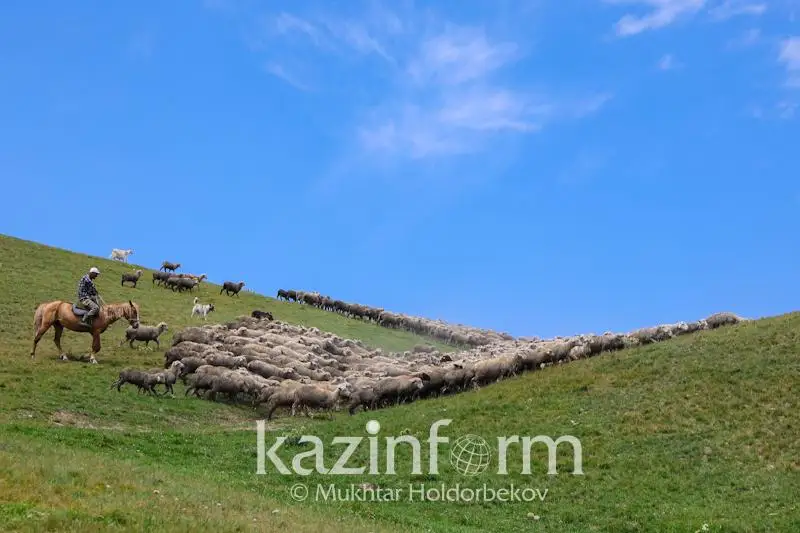 Более 3,5 тысячи пастбищных участков выданы с нарушением земельного законодательства