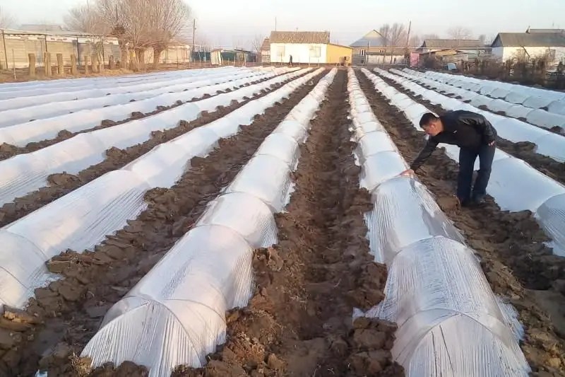 Мактааральские аграрии приступили к посеву свеклы