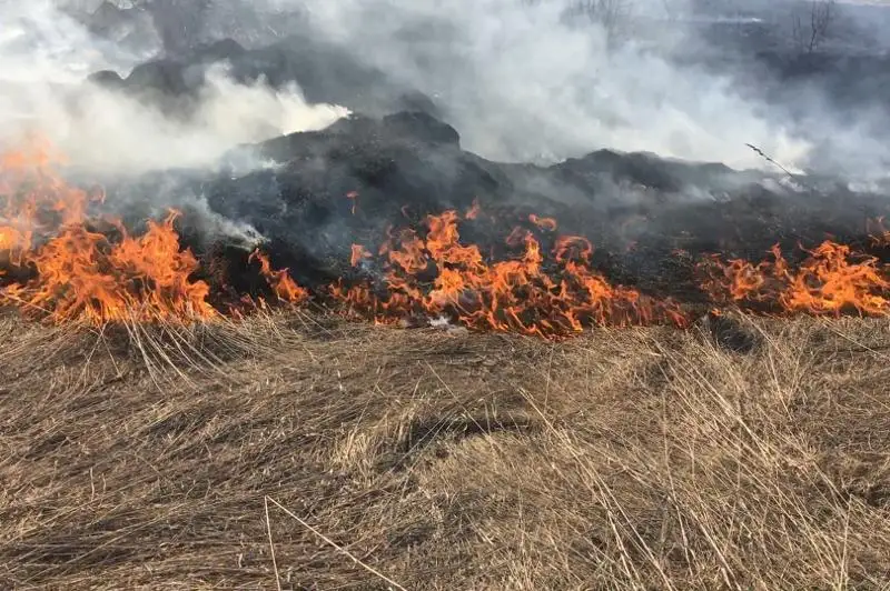 Сухостой горит в резервате «Ертіс орманы» в Павлодарской области