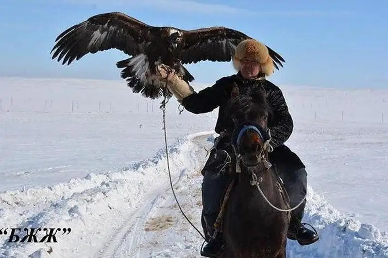 Чемпионат по охоте с ловчими птицами прошёл в Карагандинской области