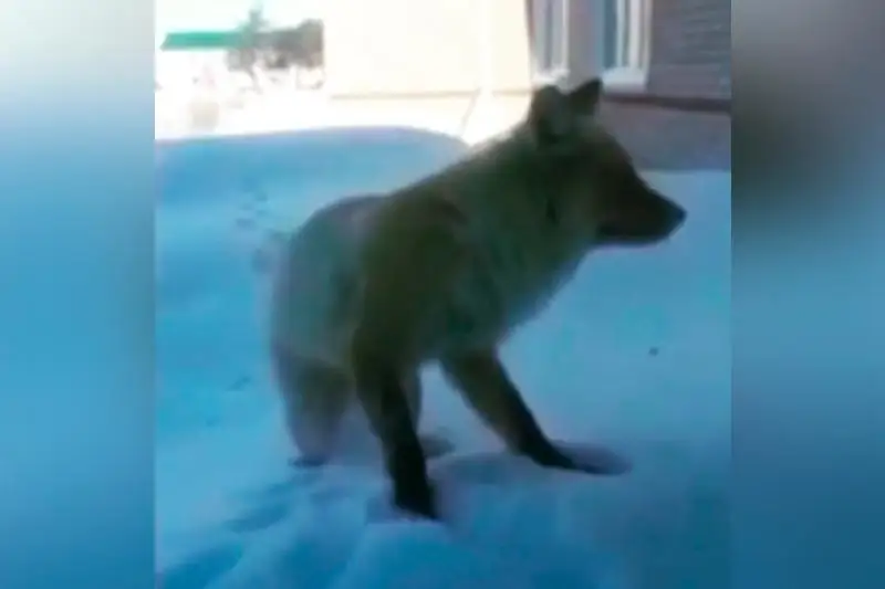 Лиса заглядывала в окна сельской школы в СКО