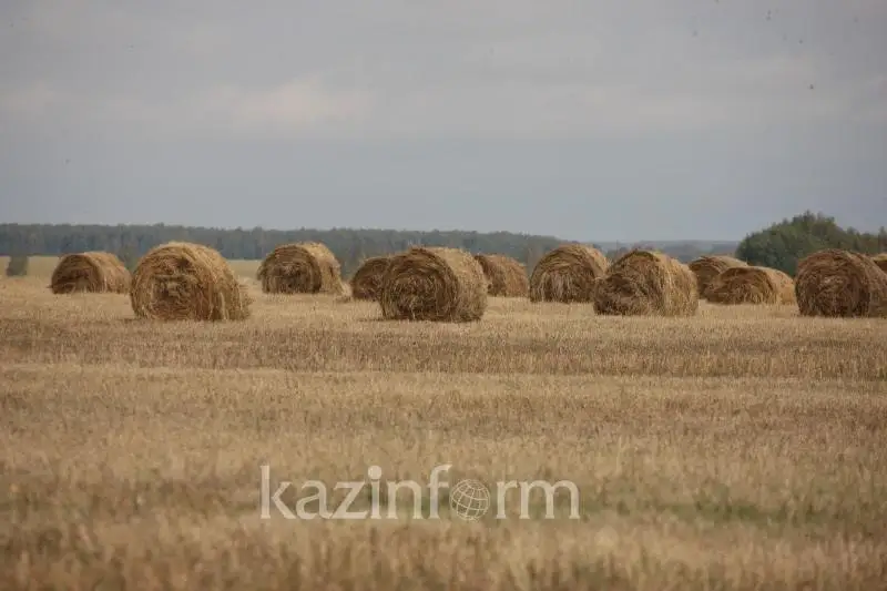 Пересмотреть максимальные нормы сельхозугодий предлагают в Казахстане