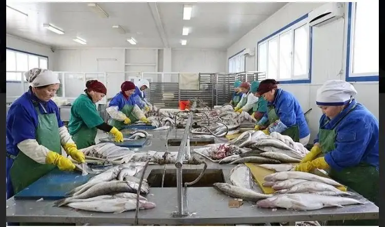 В Кызылординской области объемы выращивания рыбы достигнут 16 тыс. тонн