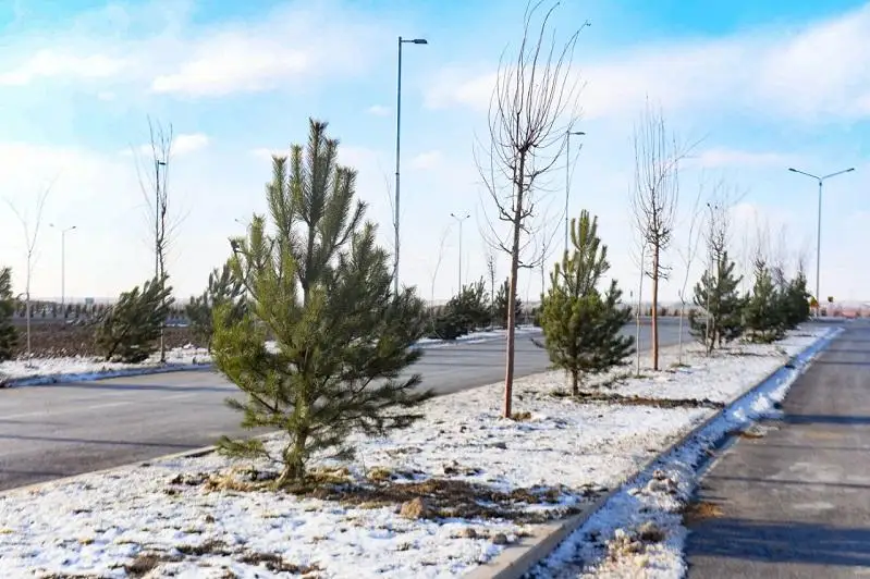 140 тысяч деревьев высадили по дороге в аэропорт Туркестана