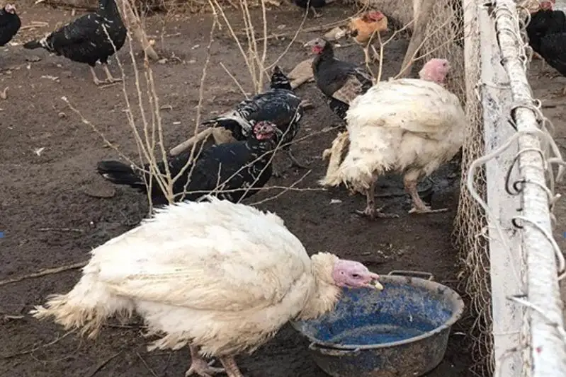 Индюков на сумму свыше миллиона тенге похитили в Туркестанской области