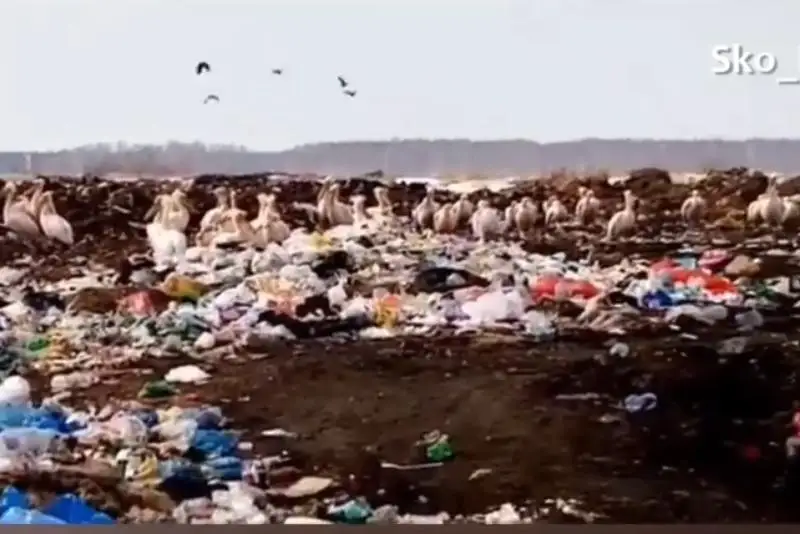 Стая пеликанов прилетела в СКО