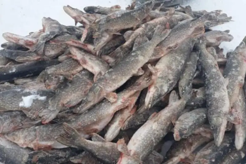 Незаконный улов почти на два млн тенге перевозил житель ВКО