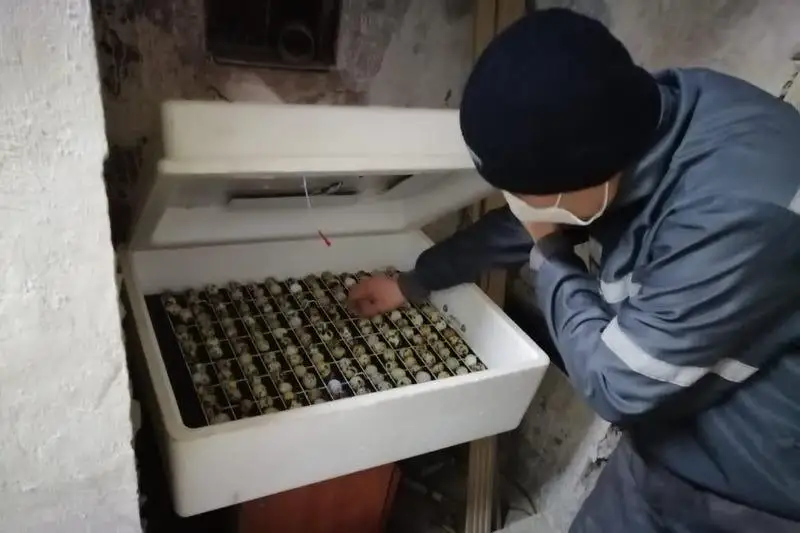 Кур и перепёлок выращивают в одной из колоний Семея