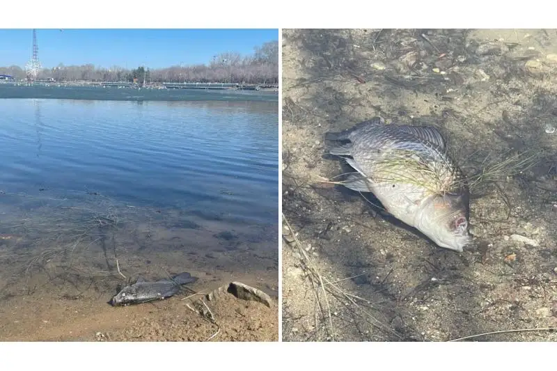 Мертвых рыб обнаружили на берегу озера в центральном парке Караганды