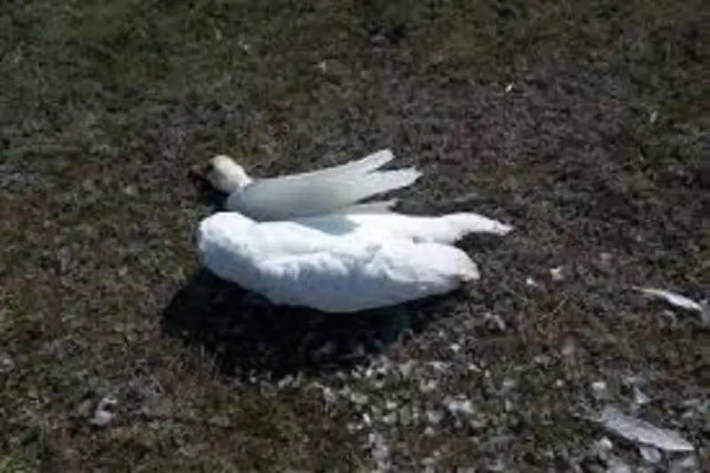 Дикие лебеди  погибли от птичьего гриппа в Пекине