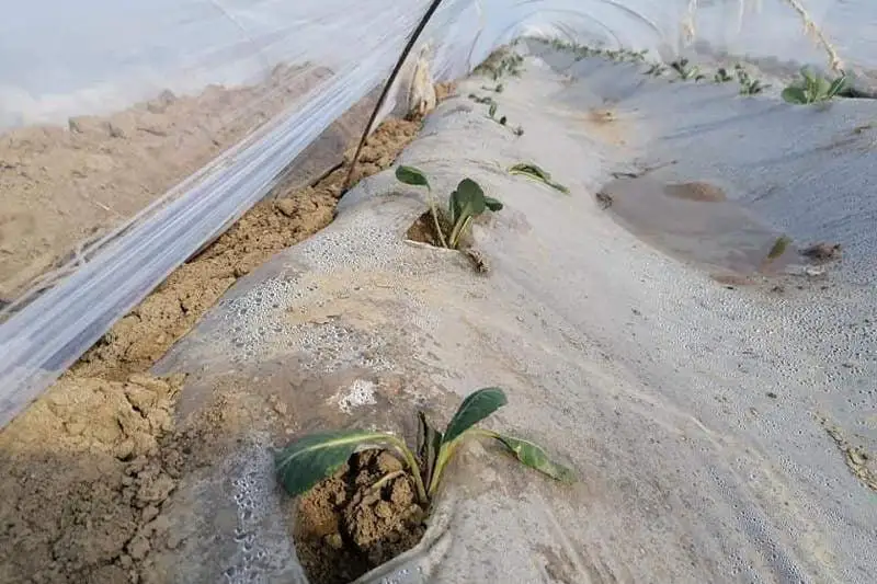 Посев капусты начали аграрии в Туркестанской области