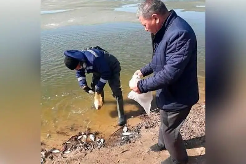 Очередной замор рыбы зарегистрировали в СКО