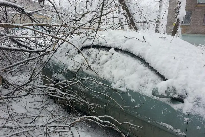 Деревья упали на автомобили из-за обильных осадков в Алматы