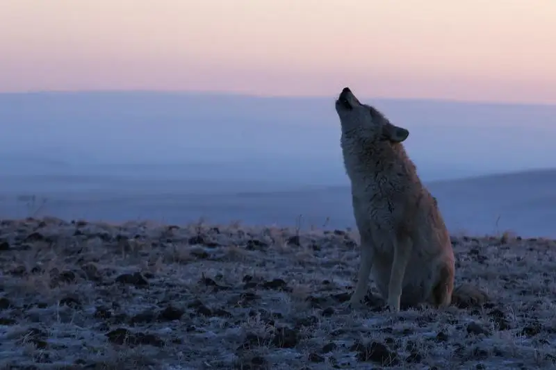 Почему исчезли волки с территории Северо-Казахстанской области