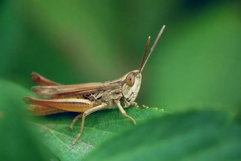 Обследования по выявлению саранчи начались в Казахстане