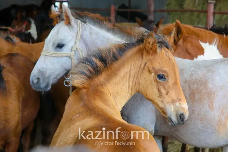 В Павлодарской области наказаны свыше 370 владельцев бесхозно пасущегося скота