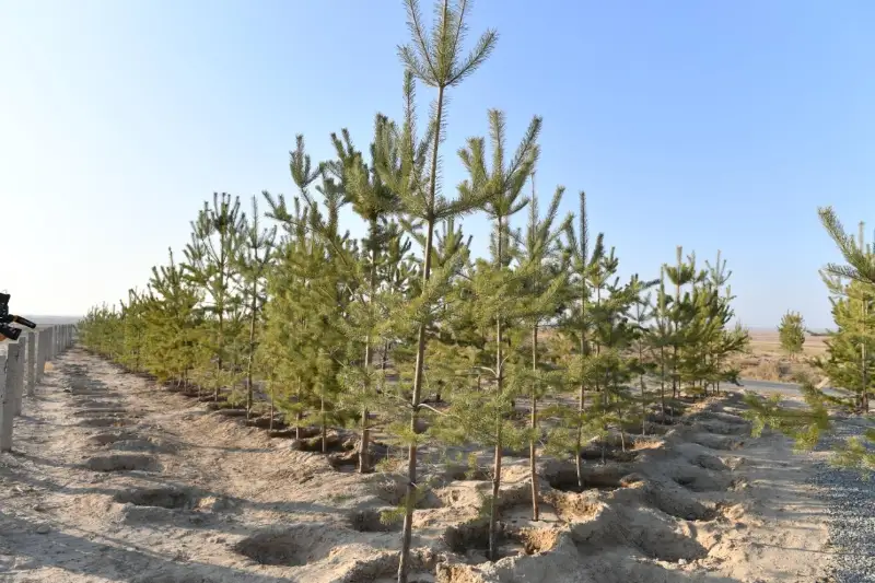 До 30 млн деревьев высадят в Туркестанской области в этом году