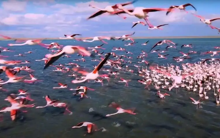 Больше тысячи фламинго удалось снять на видео жителю Актау