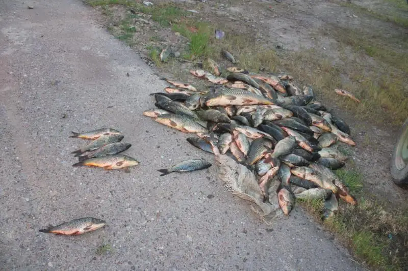 Свыше 100 кг выловленной рыбы изъяли у браконьеров в Туркестанской области