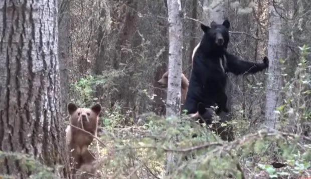 بالالى ايۋدى تىرىدەي بايلاپ قالاعا الىپ كەلگەن قازاق بالۋانى