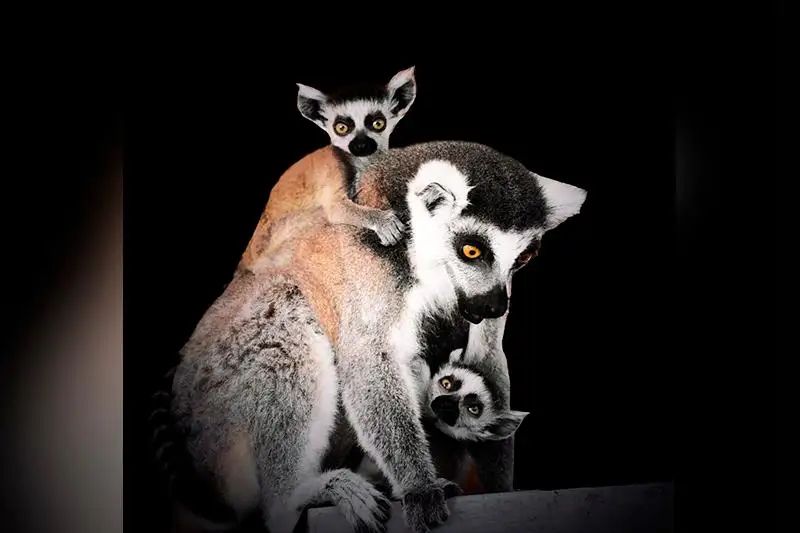 Лемуры и птенец бородача пополнили алматинский зоопарк