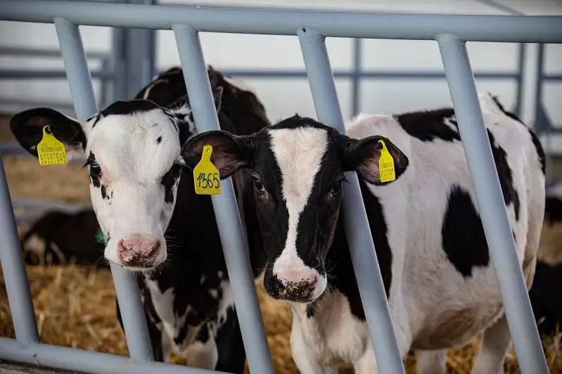 Как развивают агропромышленный комплекс в ВКО