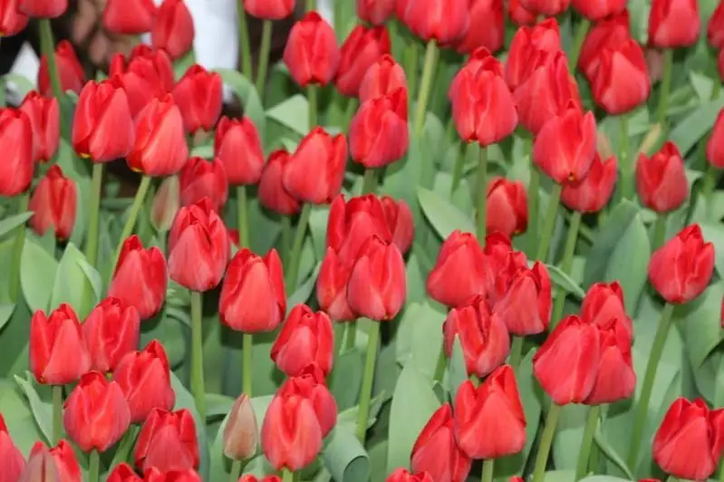 Тюльпаны «Президент Назарбаев» зацвели в Туркестане