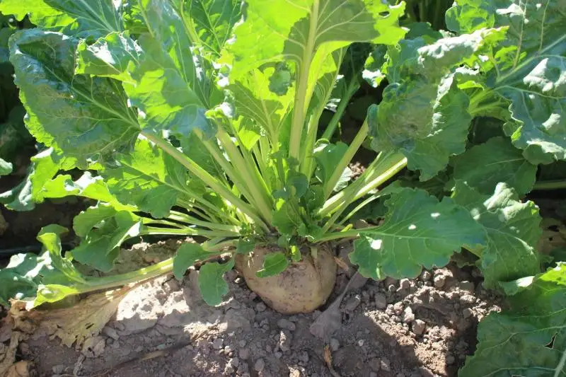 Субсидировать закупочную цену на сырье обещают свекловодам Жамбылской области