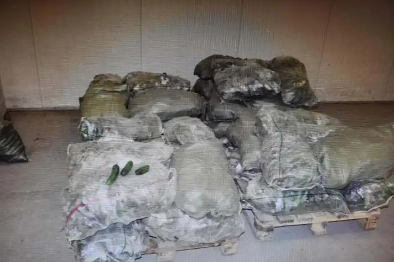 1,5 тонны огурцов украли из теплицы в Туркестанской области