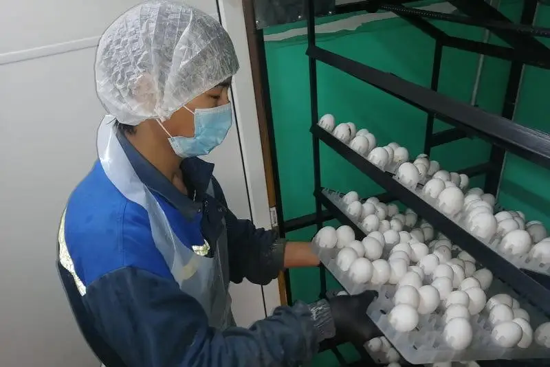 Более 71,4 млрд тенге выданы фермерам по программе кредитования «Экономика простых вещей»