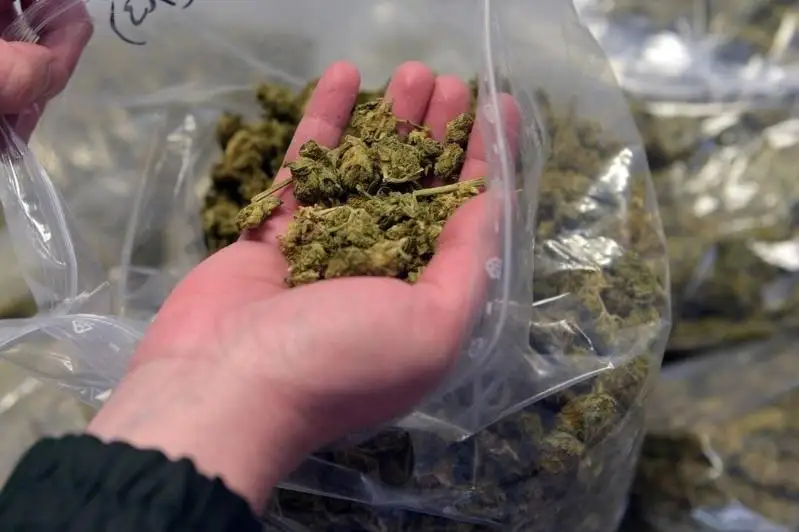 Около 10 кг марихуаны изъяли у наркоперевозчиков в Туркестанской области