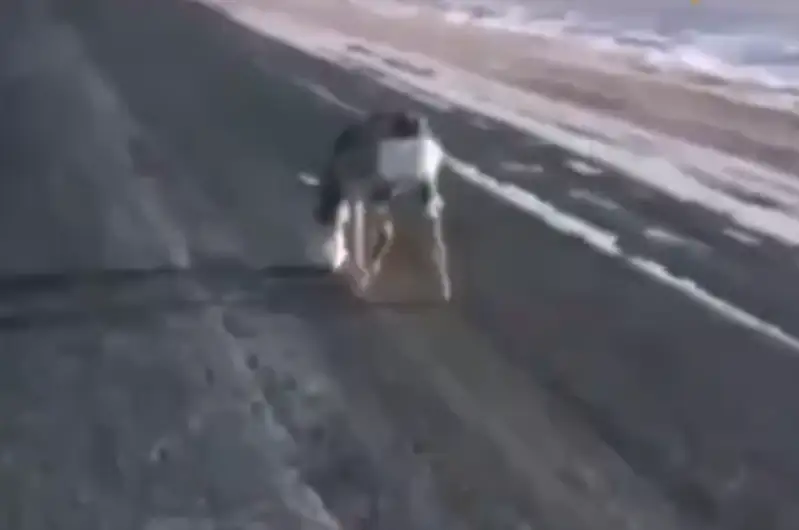 Покрытую льдом косулю спасли на трассе в Карагандинской области