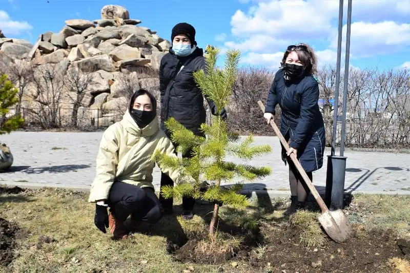 30 саженцев сосны высадили госслужащие в Кокшетау