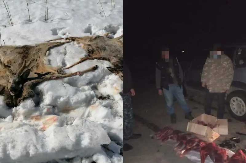 Туши двух косуль перевозили в автомашине жители ВКО