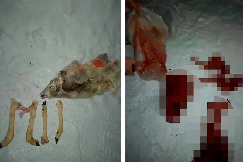 Мясо косули обнаружили в автомашине жителя ВКО