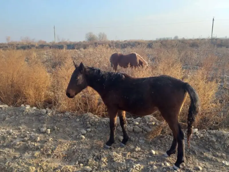 Укравшего лошадей на сумму 1,5 млн тенге скотокрада задержали в Туркестанской области