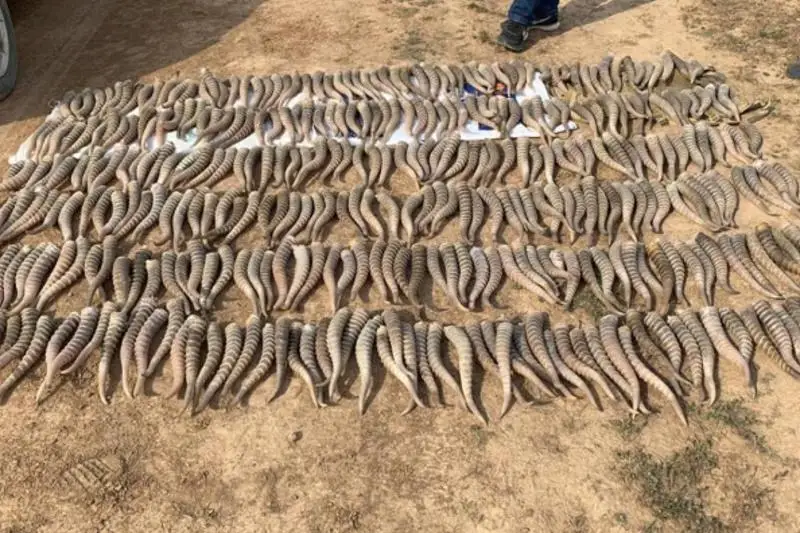 274 штук дериватов краснокнижных животных изъяли полицейские Караганды