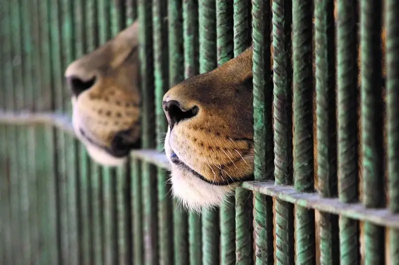 Зоопарк, полиция и театр попали в список должников «Алматы Су»