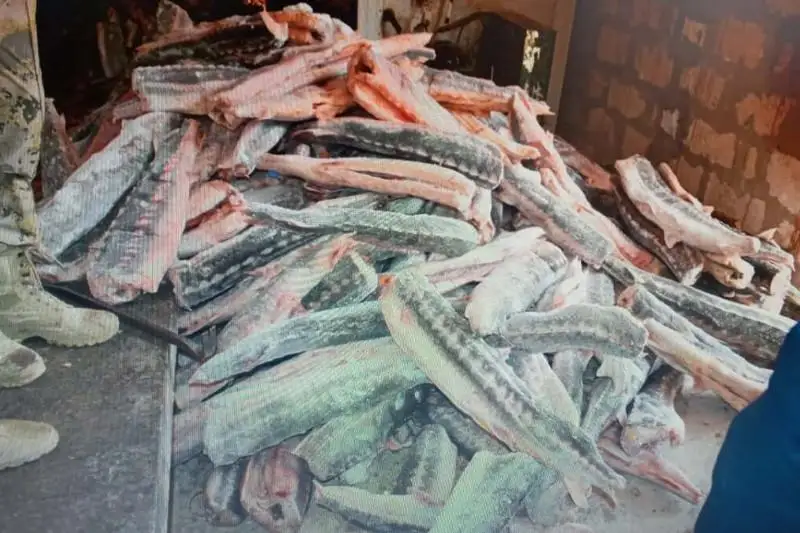 Две тонны осетра изъяли у жителя Форта-Шевченко