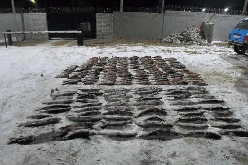 330 кг рыбы обнаружили в авто жителя Актюбинской области