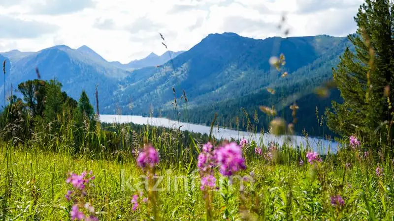 Государственный и общественный контроль в области растительного мира планируют ввести в РК
